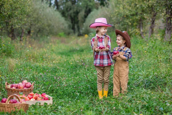 Un niño y una niña en sombreros bovboyskih están involucrados en la recogida de manzanas otoño . — Foto de Stock