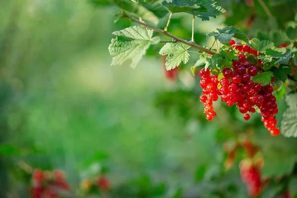 Grosella roja madura en una rama verde en un día soleado de cerca. Bayas de grosella roja sobre un fondo borroso de arbustos verdes . —  Fotos de Stock