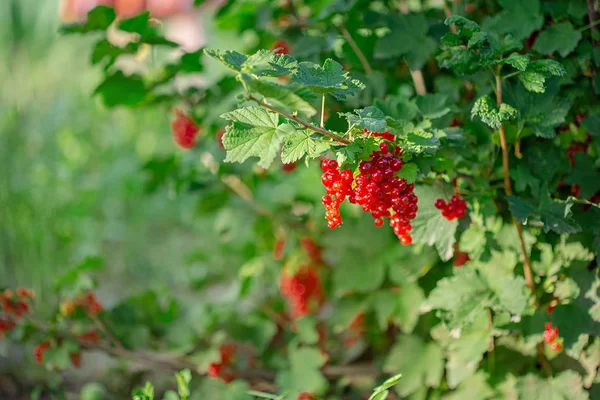 Groseille mûre rouge sur une branche verte par une journée ensoleillée fermer. Baies de groseilles rouges sur un fond flou de buissons verts . — Photo