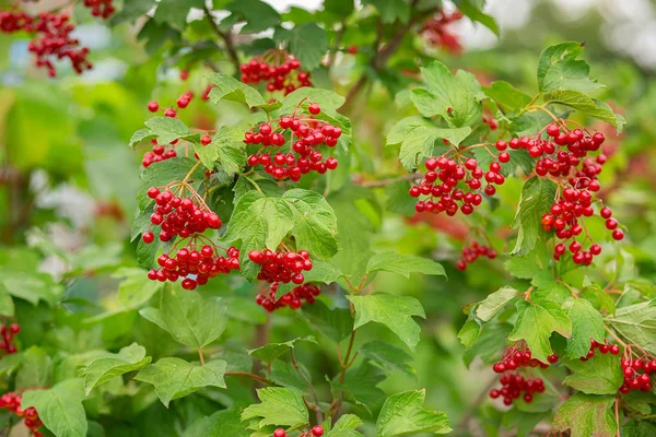 Macro, gros plan de beaux fruits rouges de Viburnum vulgaris, baies de boule de neige . — Photo