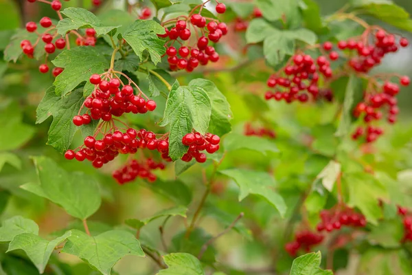 Macro, close-up of beautiful red fruits of Viburnum vulgaris, snowball tree berries. — Stock Photo, Image