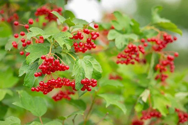 Macro, gros plan de beaux fruits rouges de Viburnum vulgaris, baies de boule de neige . — Photo