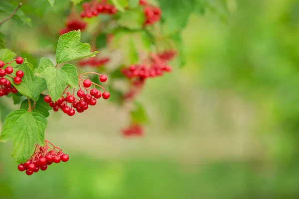 Macro, gros plan de beaux fruits rouges de Viburnum vulgaris, baies de boule de neige . — Photo
