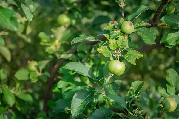 Молодые зеленые яблоки фрукты висят на ветке дерева . — стоковое фото
