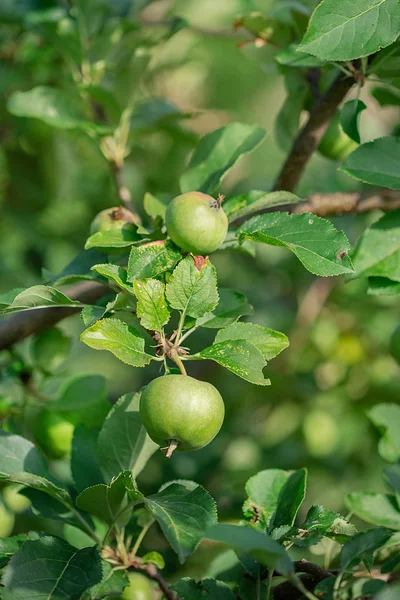 Genç yeşil elma meyve bir ağaç dalına asılı olan.