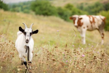 Bir çayır closeup beyaz bir keçi portresi, bulanıklık arka plan.