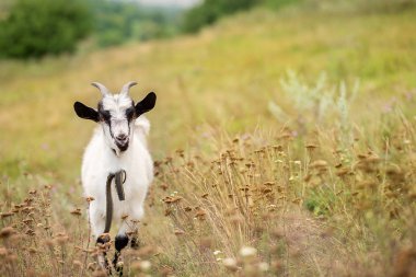 Bir çayır closeup beyaz bir keçi portresi, bulanıklık arka plan.