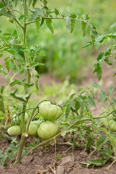Green vine tomatoes. Green unripe tomatoes on the bushes. Tomatoes on the vine, tomatoes growing on the branches.