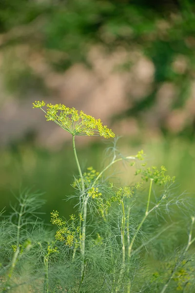 Sárga virágzó kapor, anethum graveolens, Vértes egy gyönyörű homályos háttér. — Stock Fotó