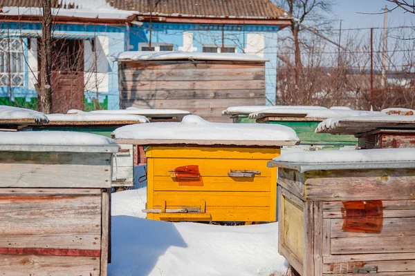 Close-up group of beehives in a winter garden with snow cover on a sunny day. — Stock Photo, Image