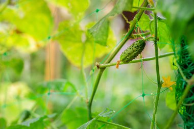 Sebze bahçesinde bir dal üzerinde uzun yeşil salatalık.