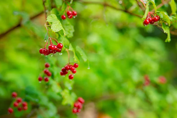 Branche de viorne rouge dans le jardin. Viburnum viburnum baies et feuilles à l'extérieur automne automne . — Photo