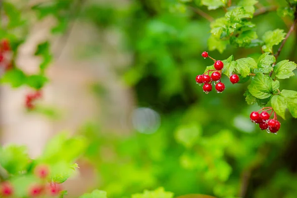 Red viburnum branch in the garden. Viburnum viburnum berries and leaves outdoors autumn fall. — Stock Photo, Image