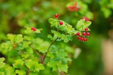 Bahçede kırmızı viburnum dalı. Viburnum viburnum çilek ve yaprakları açık sonbahar sonbahar.