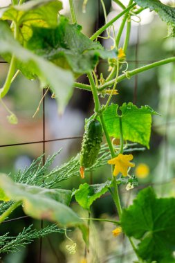 Sebze bahçesinde bir dal üzerinde uzun yeşil salatalık.