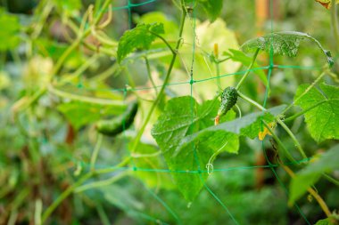 Sebze bahçesinde bir dal üzerinde uzun yeşil salatalık.