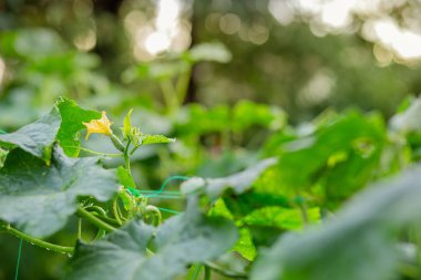 Sebze bahçesinde bir dal üzerinde uzun yeşil salatalık.