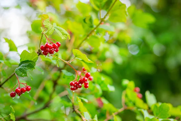 Branche de viorne rouge dans le jardin. Viburnum viburnum baies et feuilles à l'extérieur automne automne . — Photo