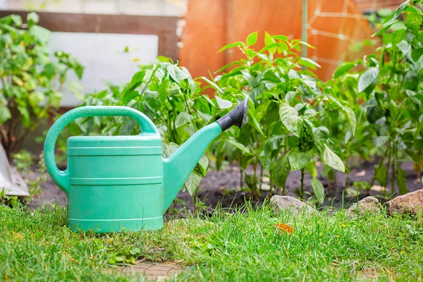 Green watering can is located in the garden near the green garden plantings — Stock Photo, Image