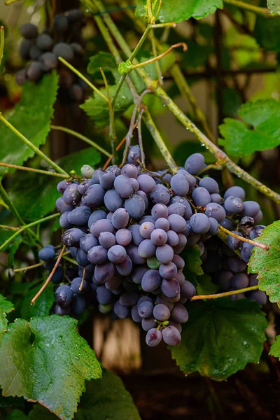 Пучок голубого спелого винограда на лозе — стоковое фото