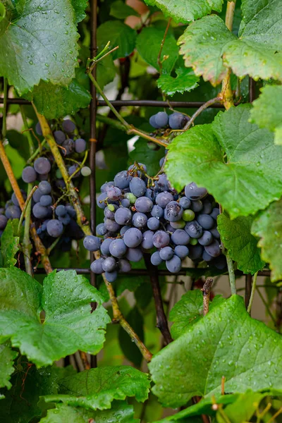 Ett gäng blå mogna druvor på vinstocken — Stockfoto