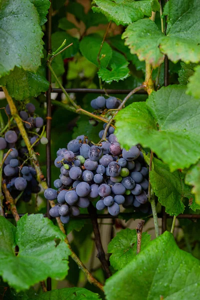 Ett gäng blå mogna druvor på vinstocken — Stockfoto