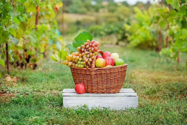 Bahçede meyve, elma, üzüm sepeti. — Stok fotoğraf