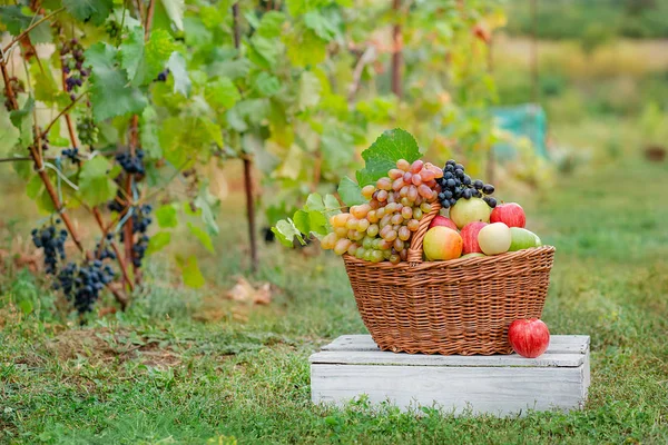 Mand met fruit, appels, druiven in de tuin. — Stockfoto