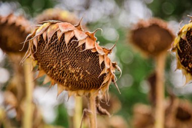Güneşli bir günde hasat bekleyen bir ayçiçeği alanında kurutulmuş olgun ayçiçeği Closeup
