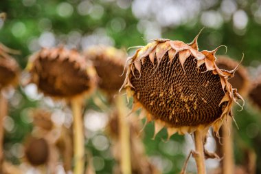 Güneşli bir günde hasat bekleyen bir ayçiçeği alanında kurutulmuş olgun ayçiçeği Closeup