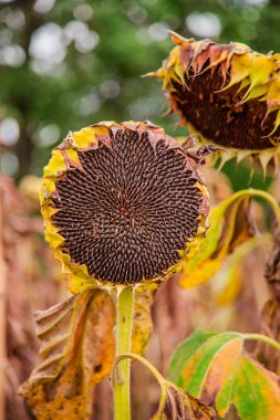 Güneşli bir günde hasat bekleyen bir ayçiçeği alanında kurutulmuş olgun ayçiçeği Closeup