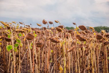 Güneşli bir günde hasat bekleyen bir ayçiçeği alanında kurutulmuş olgun ayçiçeği Close Up.
