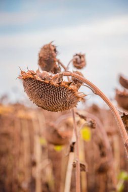 Güneşli bir günde hasat bekleyen bir ayçiçeği alanında kurutulmuş olgun ayçiçeği Close Up.