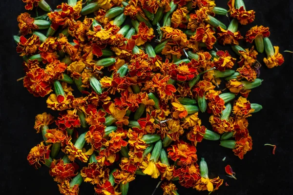 Processing of dried flowers marigolds. Dried Chernobriv inflorescences for tea and cooking oil.