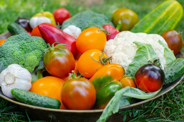 庭からトマト、キュウリ、ピーマン、その他の野菜を収穫. — ストック写真