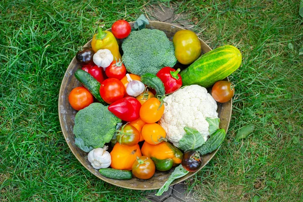 Colheita de tomates, pepinos, pimentas e outros vegetais do jardim . — Fotografia de Stock