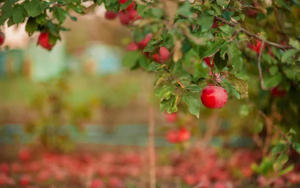 Οργανικά κόκκινα μήλα σε ένα καλάθι, κάτω από ένα δέντρο στον κήπο, σε ένα θολό φόντο — Φωτογραφία Αρχείου