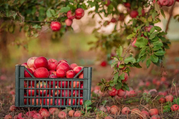 Autumn crop of red apples in a basket, under a tree in the garden, on a blurred background