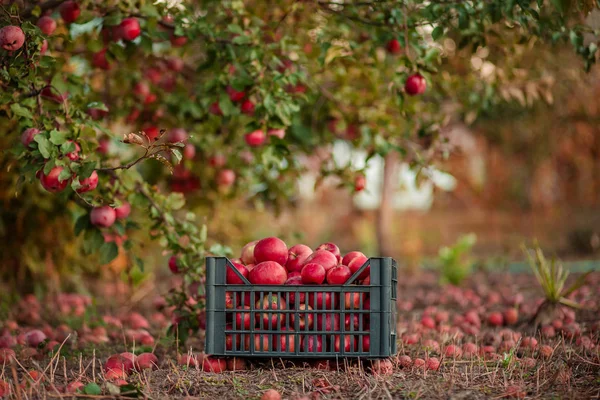 Autumn crop of red apples in a basket, under a tree in the garden, on a blurred background