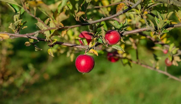 Organiczne czerwone jabłka w koszyku, pod drzewem w ogrodzie, na niewyraźne tło — Zdjęcie stockowe