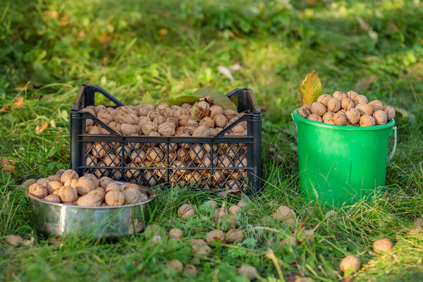 Сбор грецких орехов в коробке и верде в саду
.