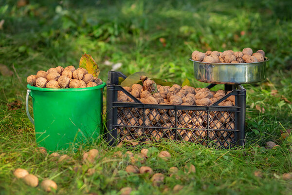Сбор грецких орехов в коробке и верде в саду
.