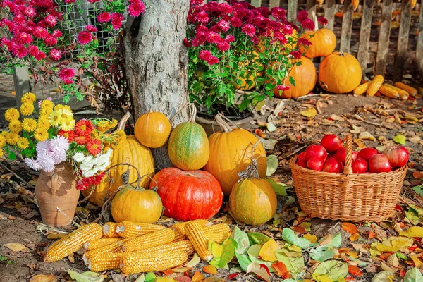 Herbstliche Komposition mit Äpfeln, Kürbis und Trauben im Garten. Herbsternte. — Stockfoto