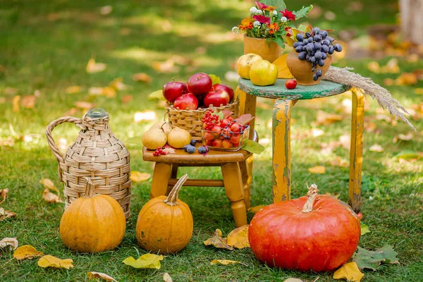 Autumn composition with apples, pumpkin and grapes located in the garden. Autumn harvest.