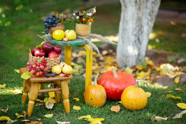 Őszi kompozíció almával, tök és szőlő található a kertben. Őszi szüret. — Stock Fotó