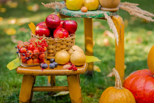 Composición otoñal con manzanas, calabaza y uvas ubicadas en el jardín. Cosecha de otoño . —  Fotos de Stock