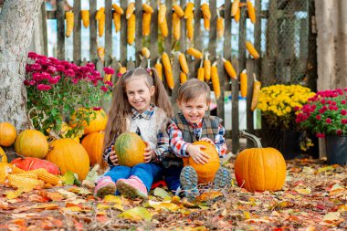 Küçük kız ve oğlan Cadılar Bayramı için balkabağı topluyor. Çocuklar tatil sezonunda çiftlikten olgun sebzeler toplarlar..