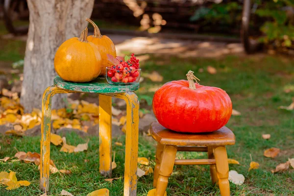 Herbstliche Komposition mit Äpfeln, Kürbis und Trauben im Garten. Herbsternte. — Stockfoto