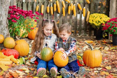 Küçük kız ve oğlan Cadılar Bayramı için balkabağı topluyor. Çocuklar tatil sezonunda çiftlikten olgun sebzeler toplarlar..