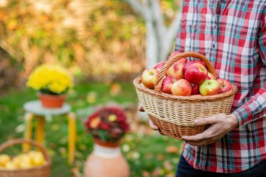 Malzeme çekme elma. Kırmızı elma bahçesinde tam bir sepet olan bir adam.